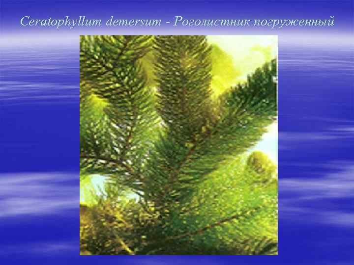 Ceratophyllum demersum - Роголистник погруженный 