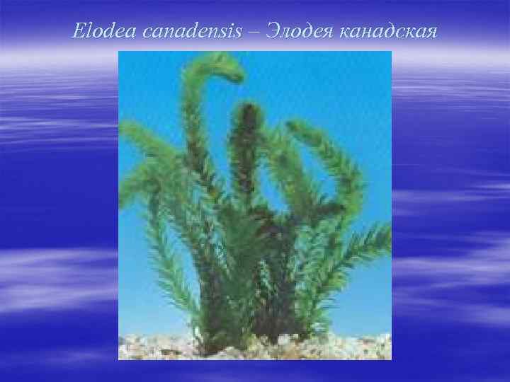 Elodea canadensis – Элодея канадская 