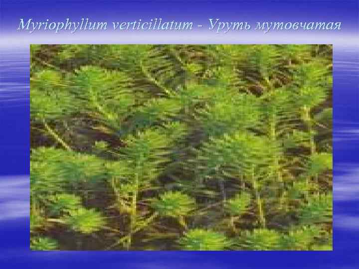 Myriophyllum verticillatum - Уруть мутовчатая 