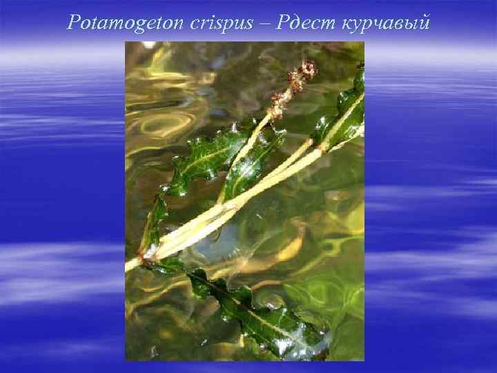 Potamogeton crispus – Рдест курчавый 