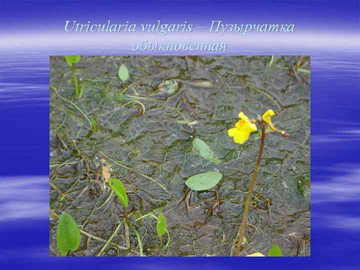 Utricularia vulgaris – Пузырчатка обыкновенная 