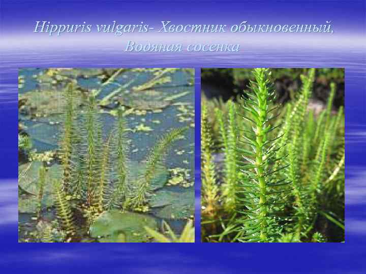 Hippuris vulgaris- Хвостник обыкновенный, Водяная сосенка 