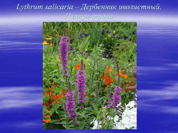 Lythrum salicaria – Дербенник иволистный, Плакун-трава 