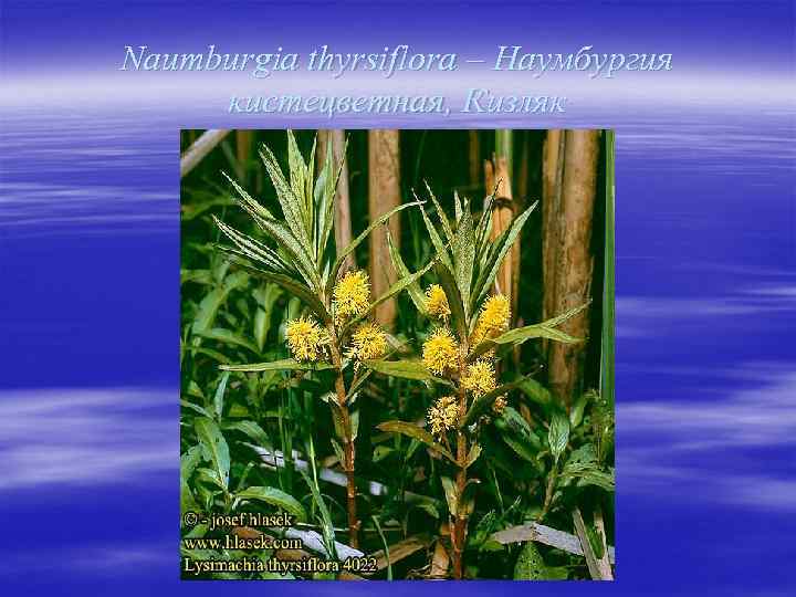 Naumburgia thyrsiflora – Наумбургия кистецветная, Кизляк 