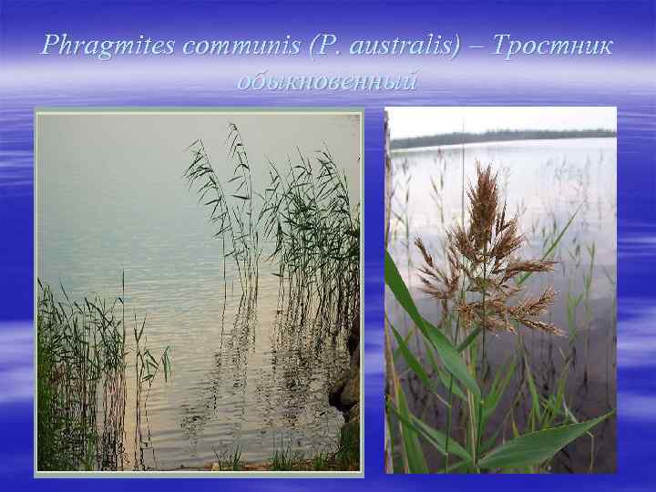 Phragmites communis (P. australis) – Тростник обыкновенный 