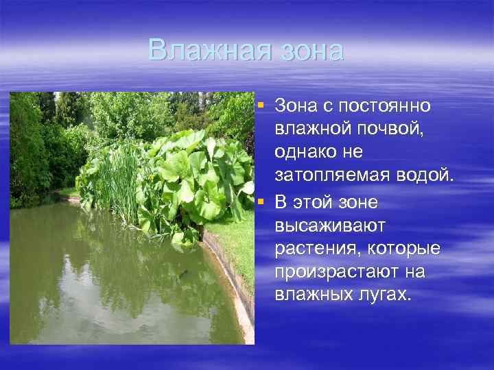 Влажная зона § Зона с постоянно влажной почвой, однако не затопляемая водой. § В