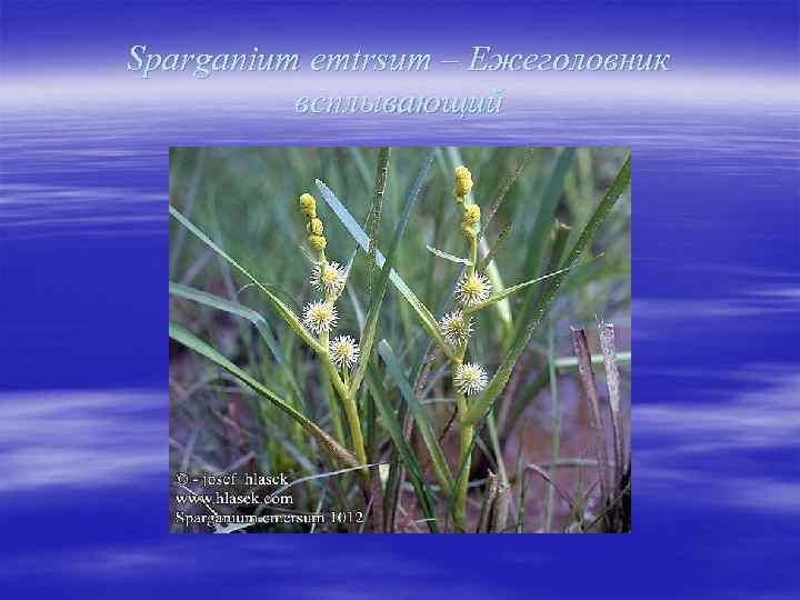 Sparganium emtrsum – Ежеголовник всплывающий 