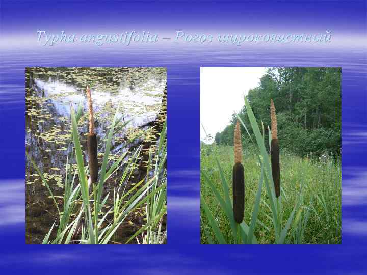 Typha angustifolia – Рогоз широколистный 