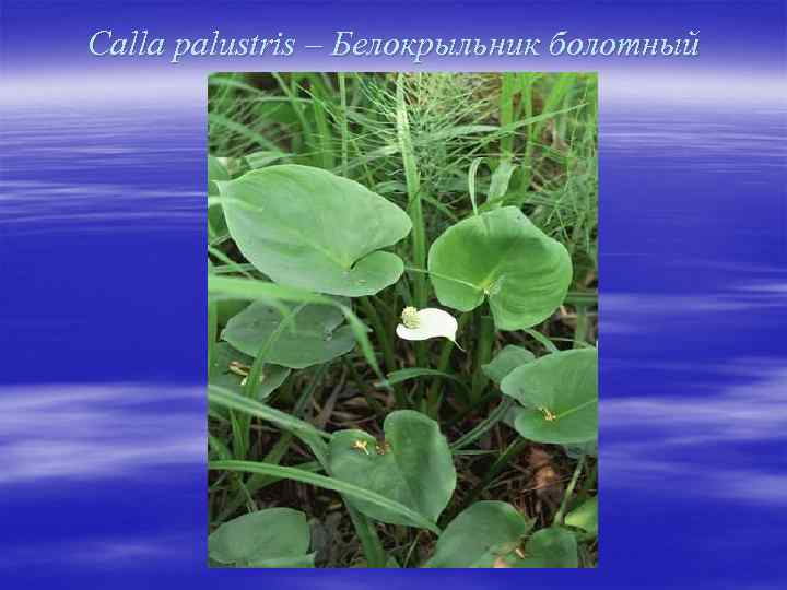 Calla palustris – Белокрыльник болотный 