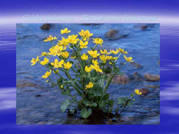 Caltha palustris – Калужница болотная 