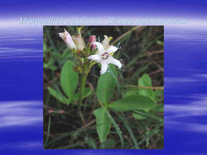 Menyanthes trifoliata – Вахта трехлистная 