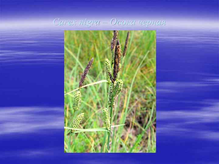 Carex nigra – Осока черная 