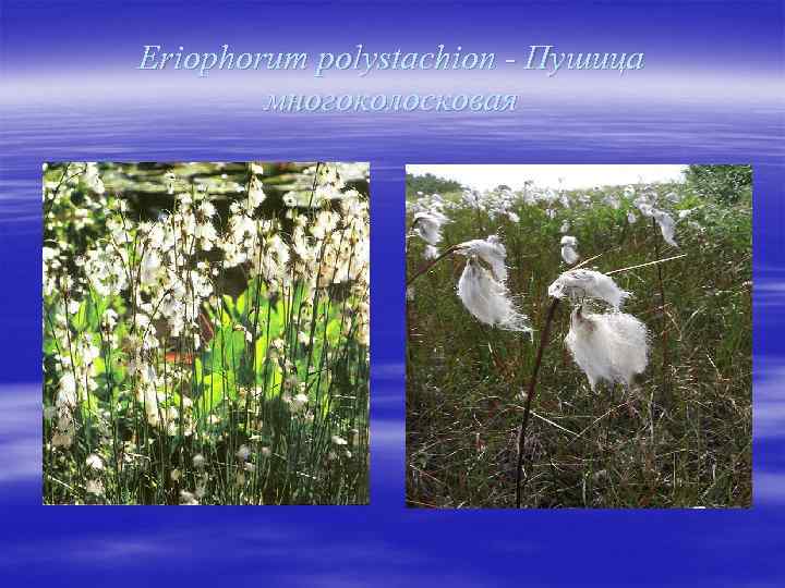 Eriophorum polystachion - Пушица многоколосковая 