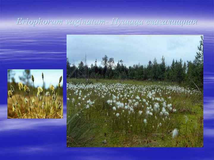 Eriophorum vaginatum- Пушица влагалищная 