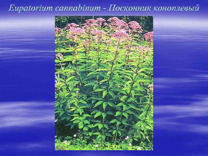 Eupatorium cannabinum - Посконник коноплевый 