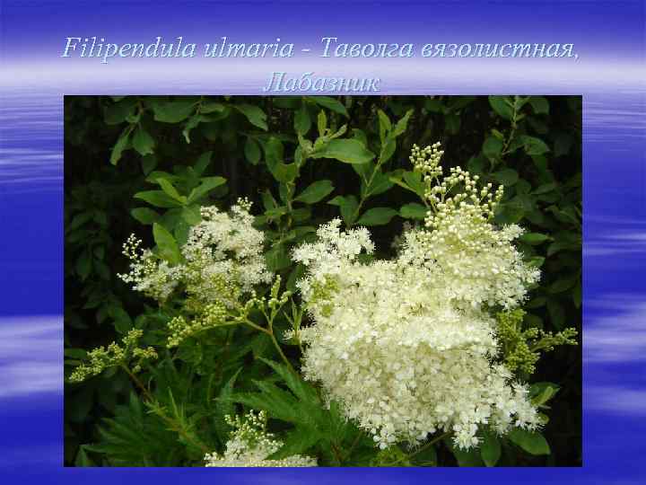 Filipendula ulmaria - Таволга вязолистная, Лабазник 