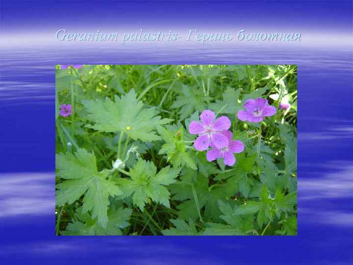 Geranium palustris- Герань болотная 