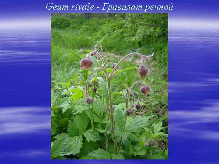 Geum rivale - Гравилат речной 