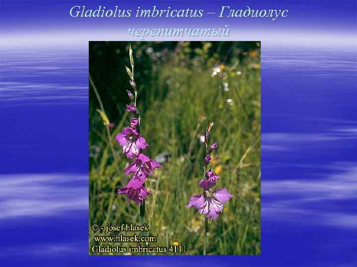 Gladiolus imbricatus – Гладиолус черепитчатый 