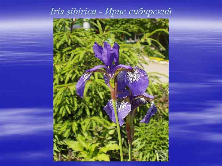 Iris sibirica - Ирис сибирский 