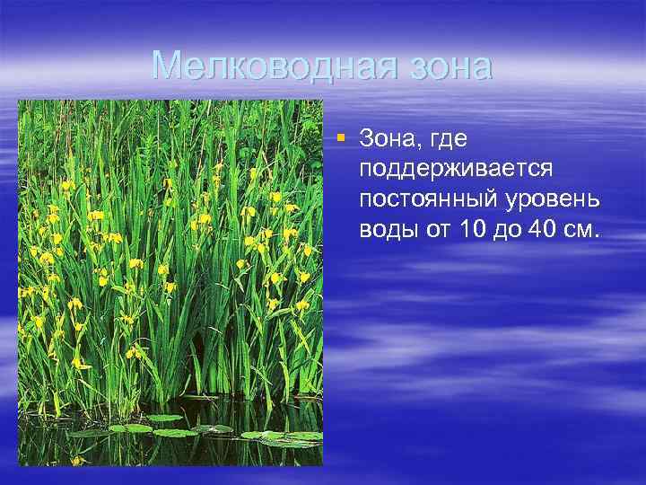 Мелководная зона § Зона, где поддерживается постоянный уровень воды от 10 до 40 см.