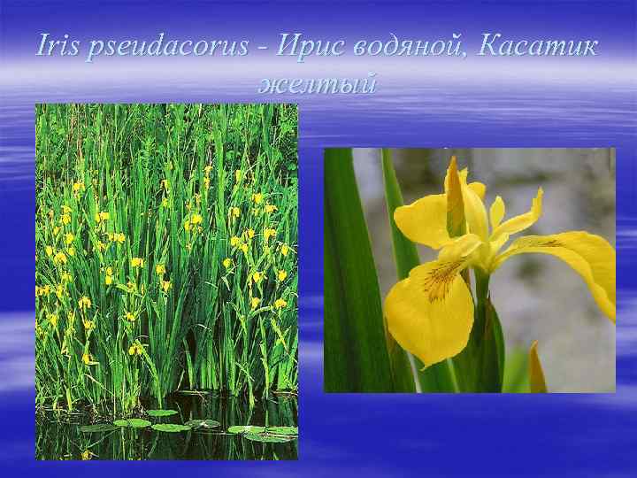 Iris pseudacorus - Ирис водяной, Касатик желтый 