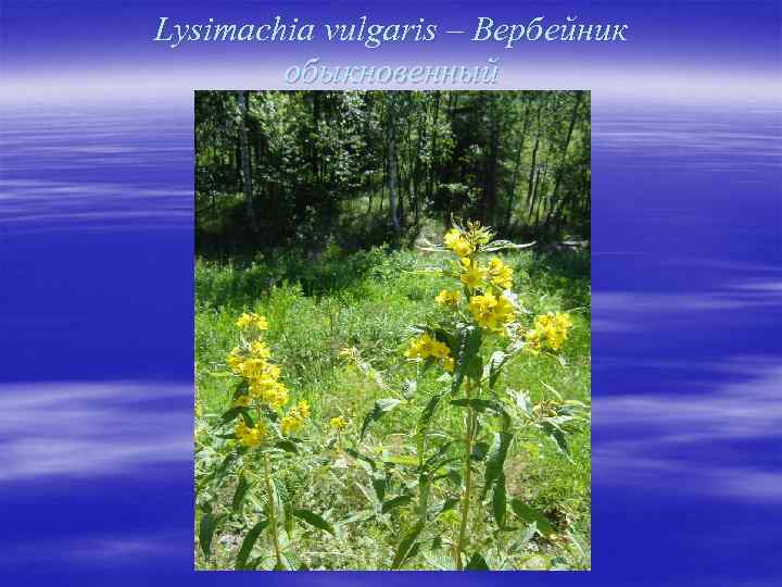 Lysimachia vulgaris – Вербейник обыкновенный 