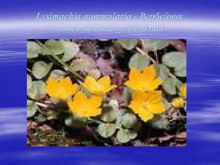 Lysimachia nummularia - Вербейник монетчатый, луговой чай 