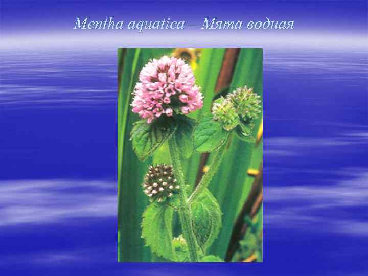 Mentha aquatica – Мята водная 