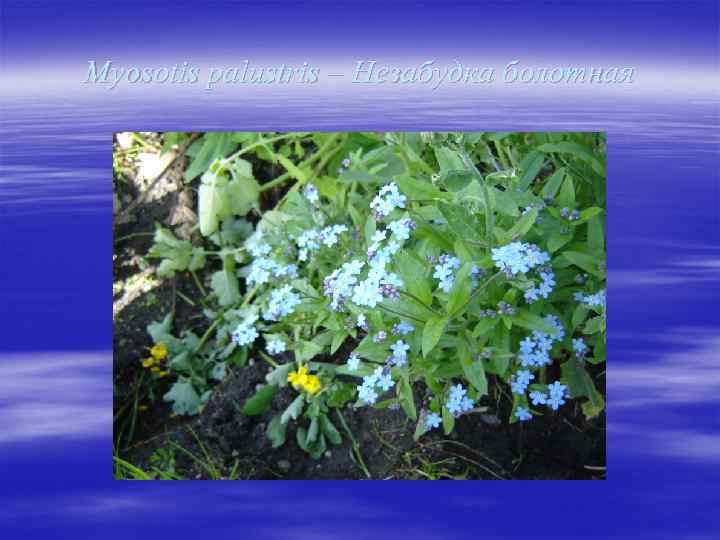 Myosotis palustris – Незабудка болотная 