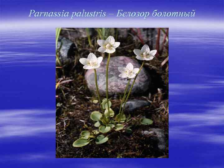 Parnassia palustris – Белозор болотный 