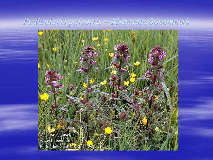 Pedicularis palustris – Мытник болотный 