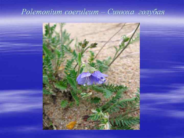 Polemonium coeruleum – Синюха голубая 