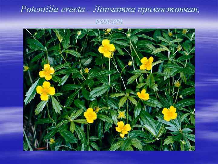 Potentilla erecta - Лапчатка прямостоячая, калган 