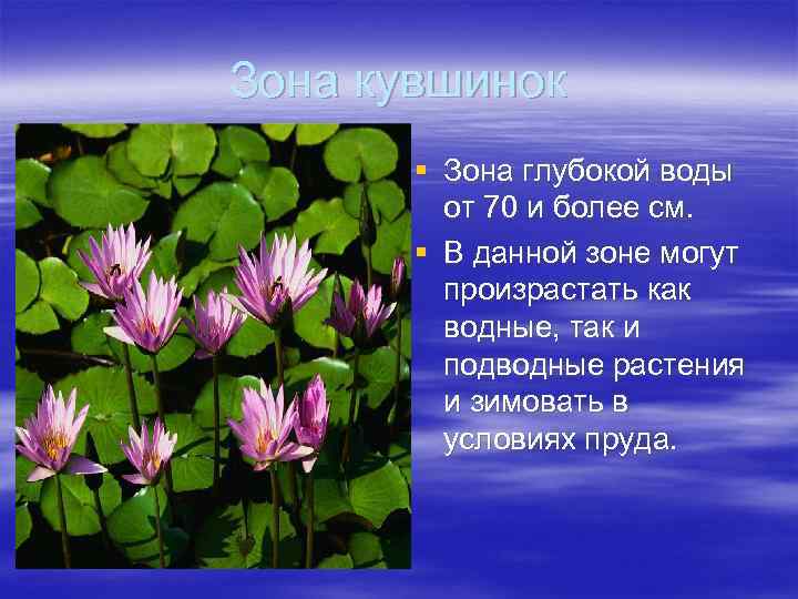 Зона кувшинок § Зона глубокой воды от 70 и более см. § В данной