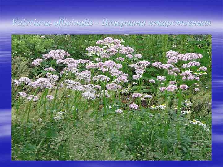 Valeriana officinalis - Валериана лекарственная 