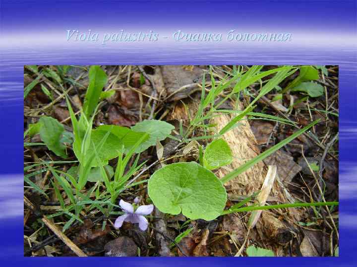 Viola palustris - Фиалка болотная 