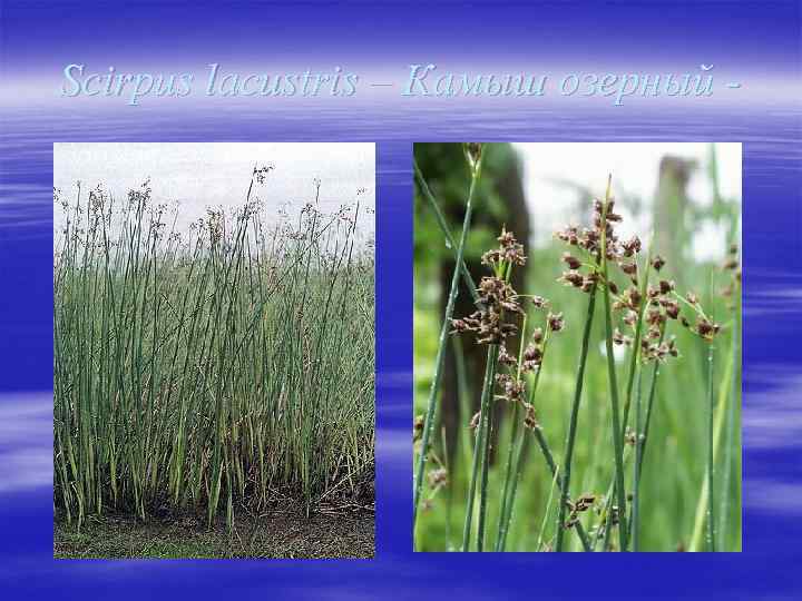 Scirpus lacustris – Камыш озерный - 