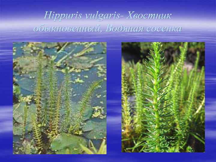 Hippuris vulgaris- Хвостник обыкновенный, Водяная сосенка 