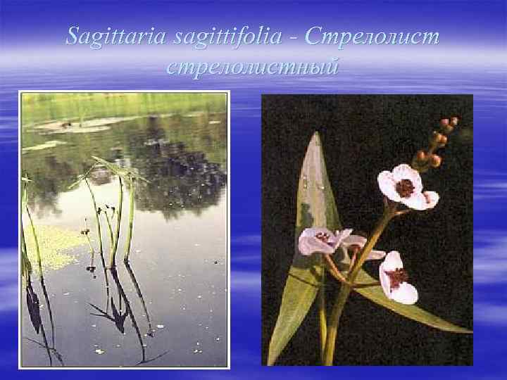 Sagittaria sagittifolia - Стрелолист стрелолистный 