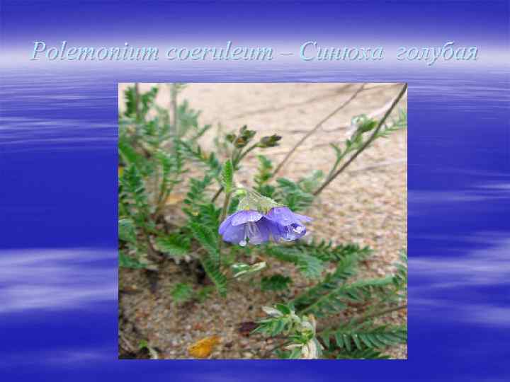 Polemonium coeruleum – Синюха голубая 