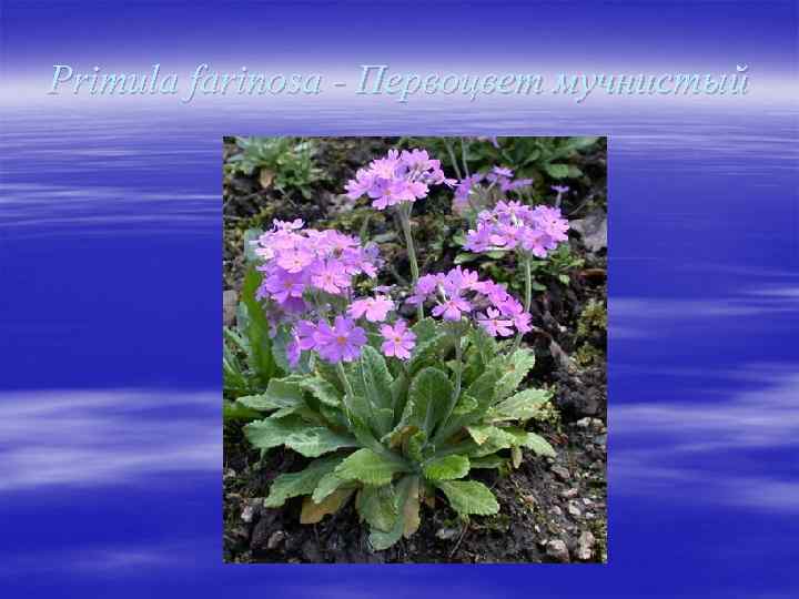 Primula farinosa - Первоцвет мучнистый 