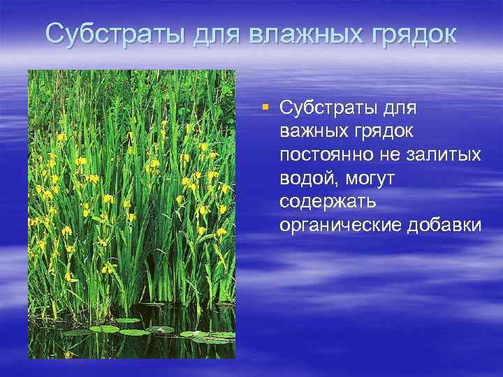 Субстраты для влажных грядок § Субстраты для важных грядок постоянно не залитых водой, могут