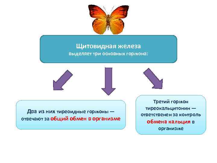 Щитовидная железа выделяет три основных гормона: Два из них тиреоидные гормоны — отвечают за