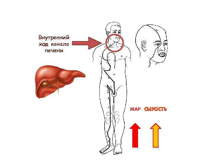 Внутренний ход канала печени ЖАР СЫРОСТЬ 