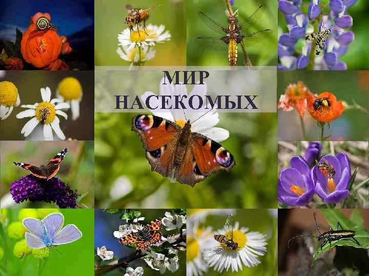 МИР НАСЕКОМЫХ 