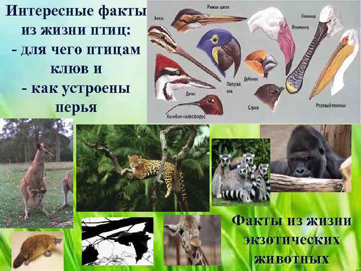 Интересные факты из жизни птиц: - для чего птицам клюв и - как устроены
