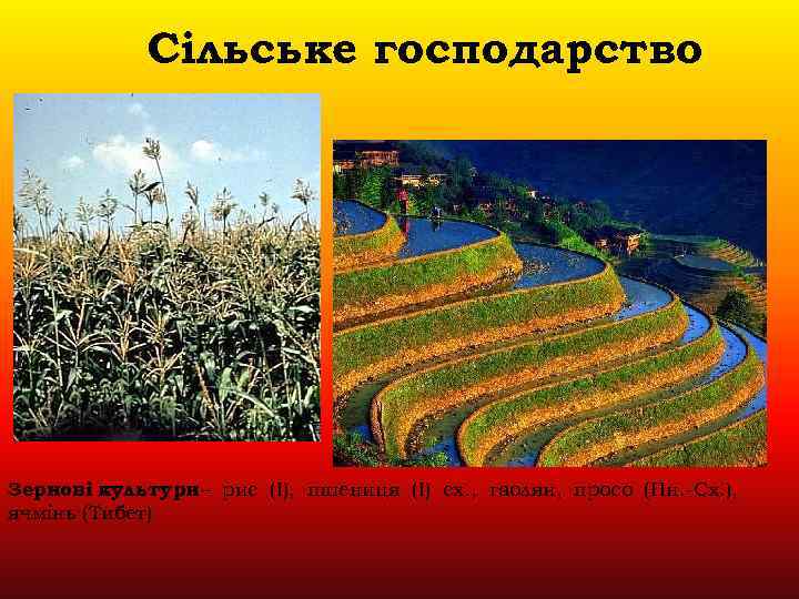 Сільське господарство Зернові культури – рис (І), пшениця (І) сх. , гаолян, просо (Пн.