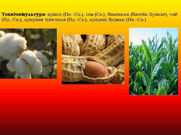 Технічнікультури арахіс (Пн. -Сх. ), соя (Сх. ), бавовник (басейн Хуанхе), чай – (Пд.