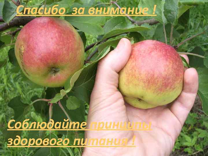 Спасибо за внимание ! Соблюдайте принципы здорового питания ! 